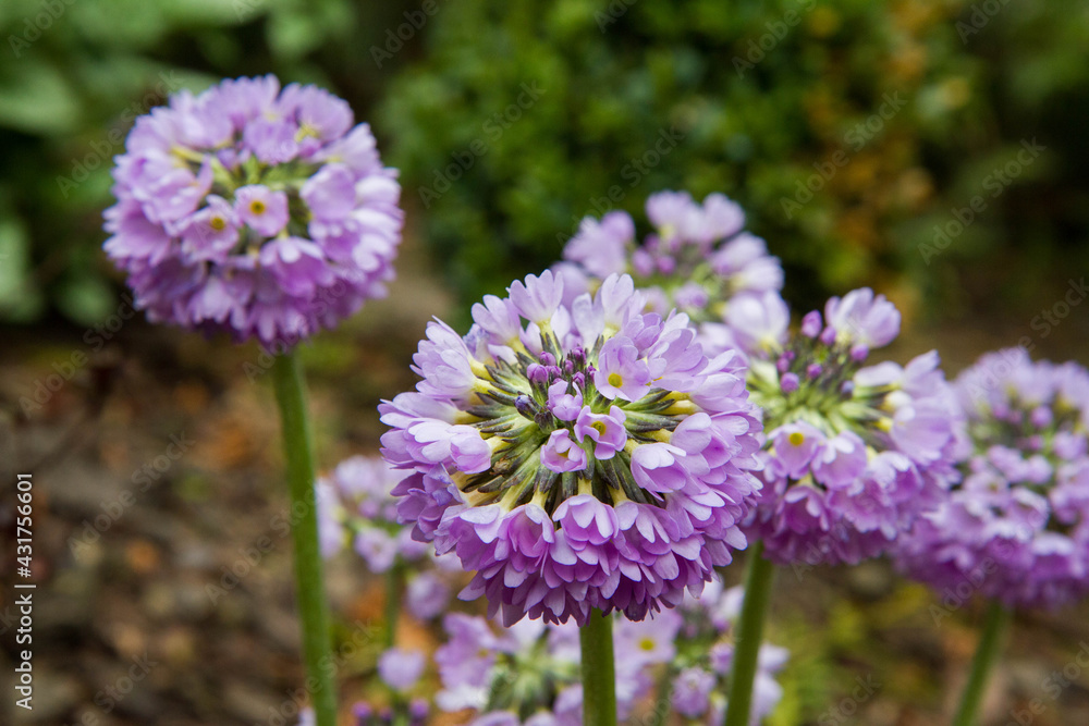 The Drumstick primula (Primula denticulata) blooming in a garden The Drumstick primula (Primula denticulata) blooming in a garden