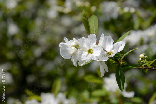 Fototapeta Naklejka Na Ścianę i Meble -  white cherry tree flowers