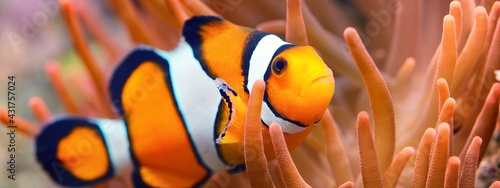 Amphiprion Ocellaris clownfish In marine aquarium. Orange corals in the backg...