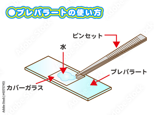 プレパラートとピンセットのイラスト素材5