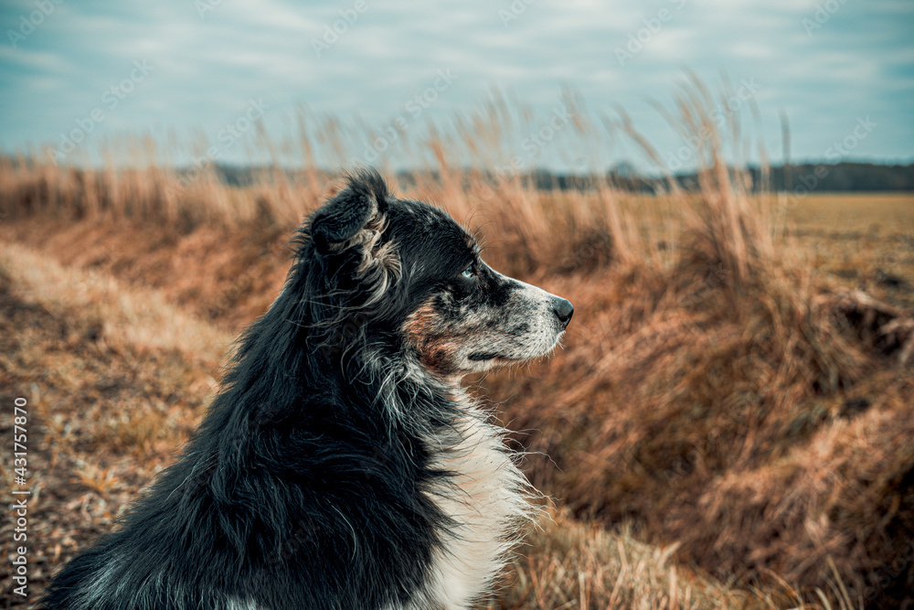 Fototapeta premium Hund auf Feld
