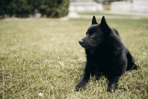 Schipperke black dog lying on grass