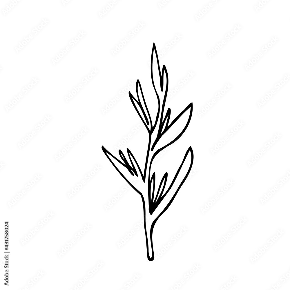 Fototapeta premium Strelitzia reginae - vector doodle drawing. Black outline illustration of bird of paradise flower