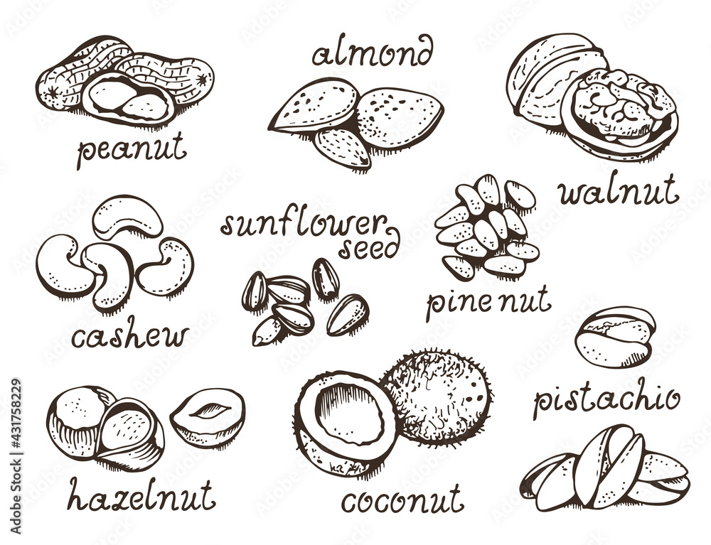 Nuts set vector set, various nuts hand drawn illustration Nuts set vector set, various nuts hand drawn illustration
