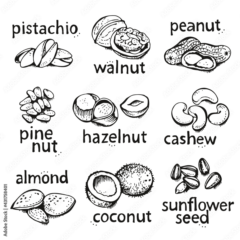 Nuts set vector set, various nuts hand drawn illustration Nuts set vector set, various nuts hand drawn illustration