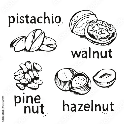 Nuts set vector set, various nuts hand drawn illustration