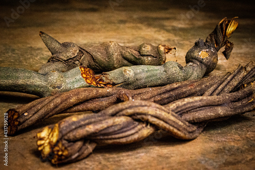 Ayahuasca sipó (Mariri)