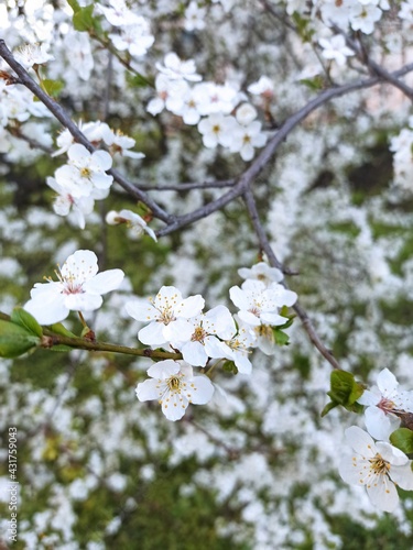 Obraz na płótnie blossom tree mirabelle 