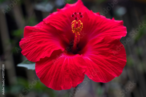 Close-Up Of Wet Red Hibiscus Flower, 24 march 2021, West Bengal, India	