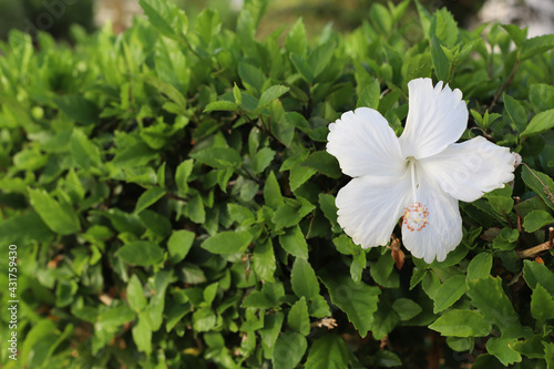 hibiscus flower on green background