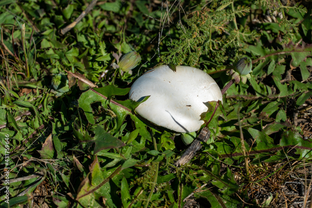 a large porcini mushroom grows on the ground a large porcini mushroom grows on the ground