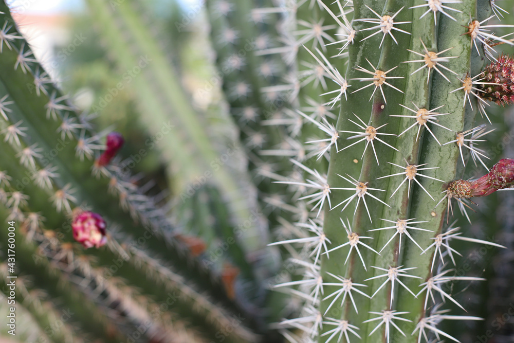 background of green blooming cactus background of green blooming cactus