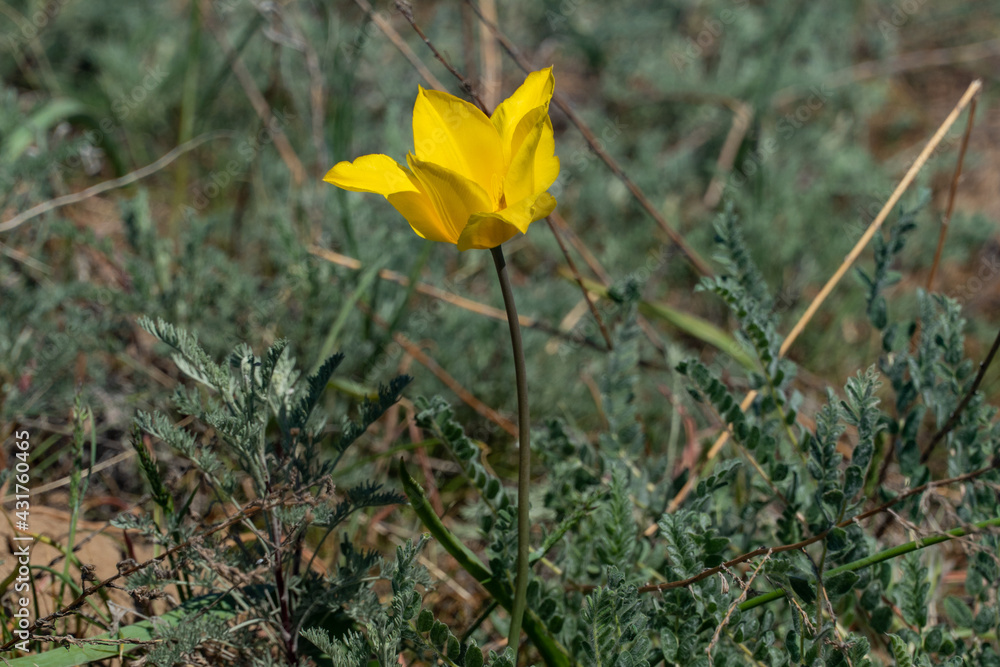 Fototapeta premium dandelions in the steppe. little yellow flowers on the ground