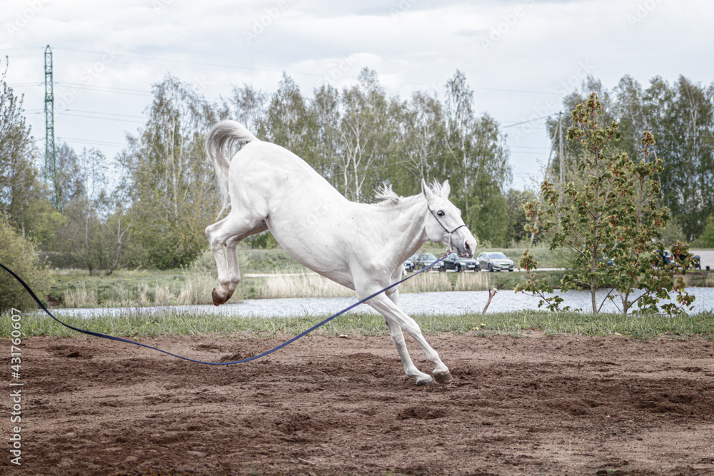 Grey latvian breed horse jumping into the air and bolting on the lunge line.