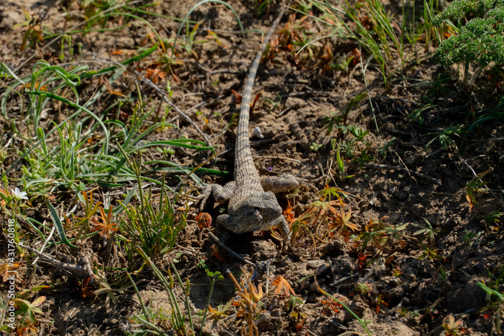 lizard in the steppe. little green lizard lizard in the steppe. little green lizard