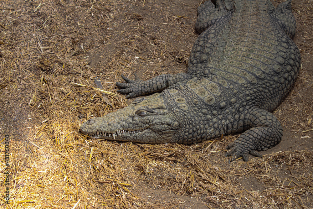 Obraz premium alligator in the everglades
