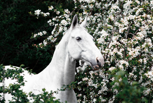 Grey latvian breed horse portrait in blooming apple tree flowers.