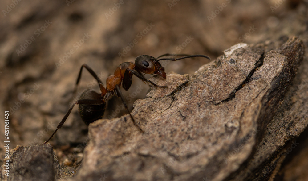 A red ant on a rock in Bulgaria A red ant on a rock in Bulgaria