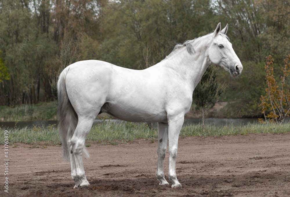 Light grey latvian breed horse standing sideways showing his posture and conformation. Light grey latvian breed horse standing sideways showing his posture and conformation.