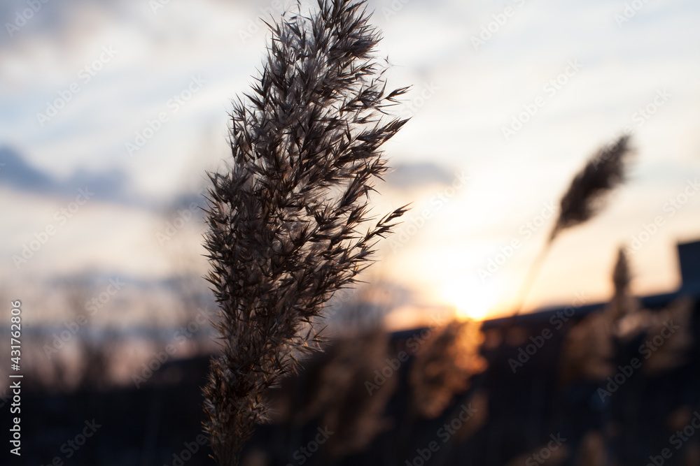 reed close-up at sunset, dead wood on a pond at sunset, lump background reed close-up at sunset, dead wood on a pond at sunset, lump background