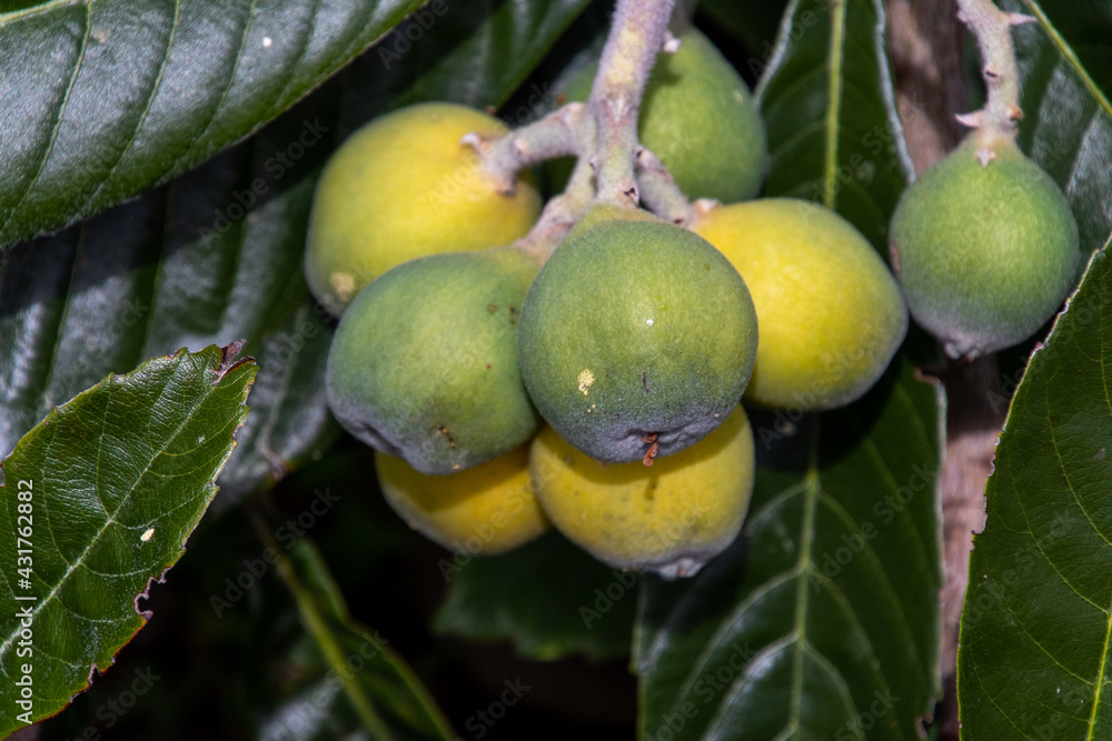 Fruto de Eriobotrya japonica pertenece a la familia Rosaceae