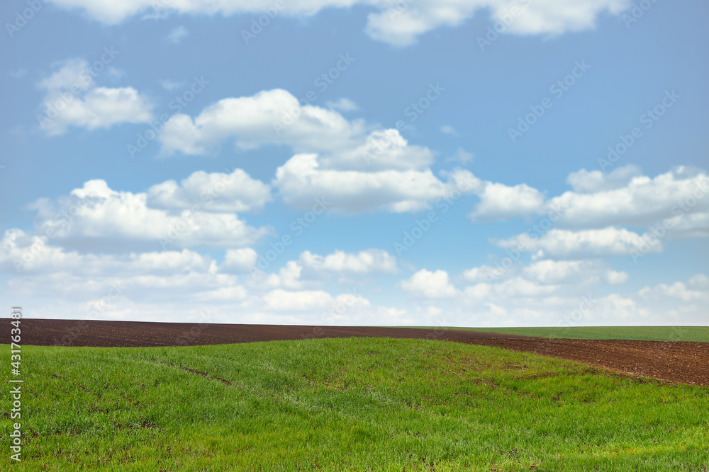 young green wheat and plowed field agriculture young green wheat and plowed field agriculture