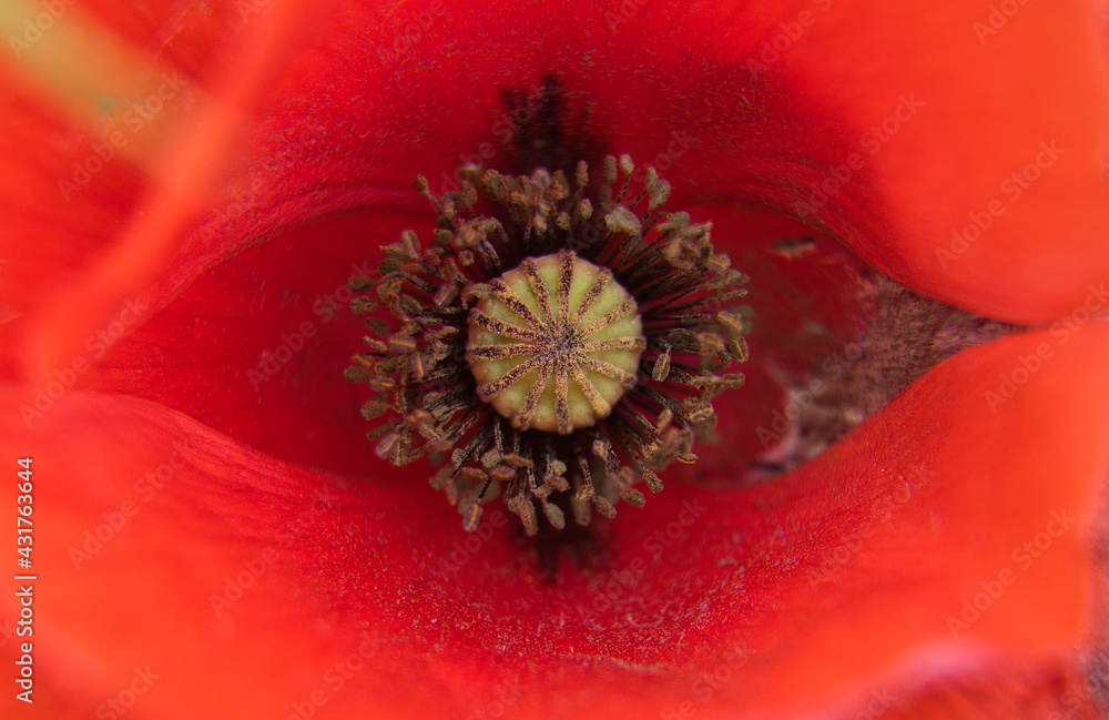 Detail of the fruit of the poppy. poppy seeds Detail of the fruit of the poppy. poppy seeds