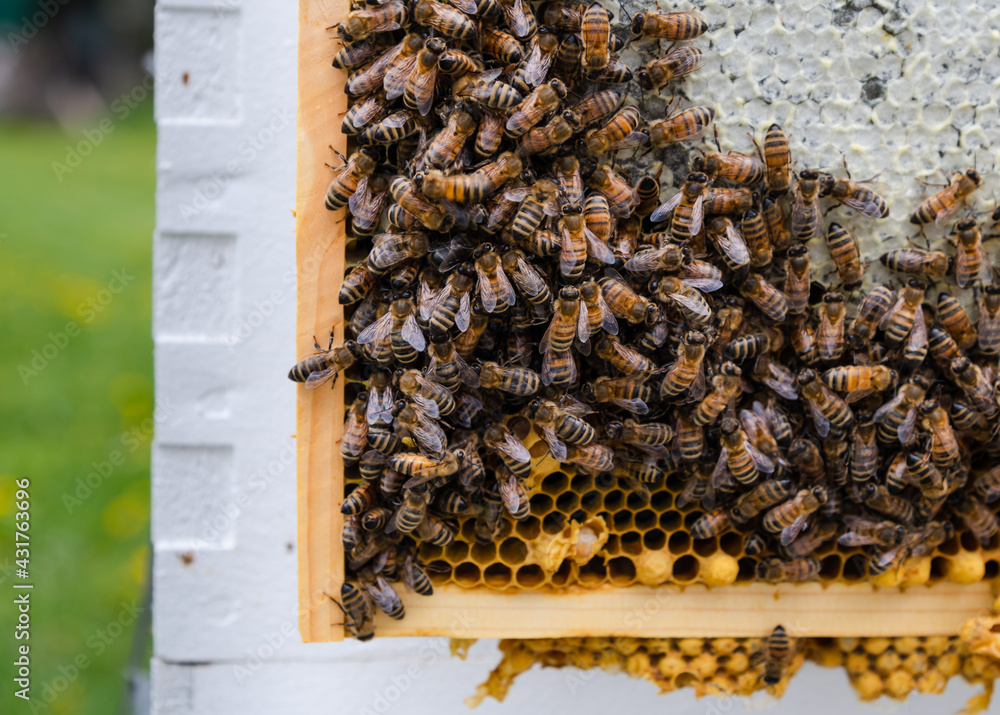Honey Bees on Honey Frame