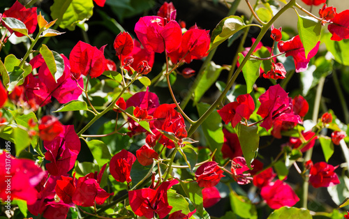 Close-up beautiful red pink Bougainvillea flowers in City park Krasnodar. Galitsky Park in sunny spring 2021. Bougainvillea flowers as wallpaper texture pattern background. Selective close-up focus