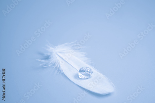Bird feather with water drop