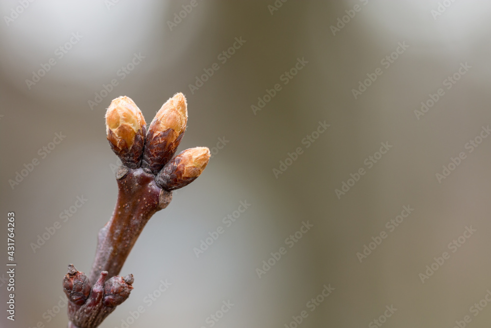 buds of a willow buds of a willow