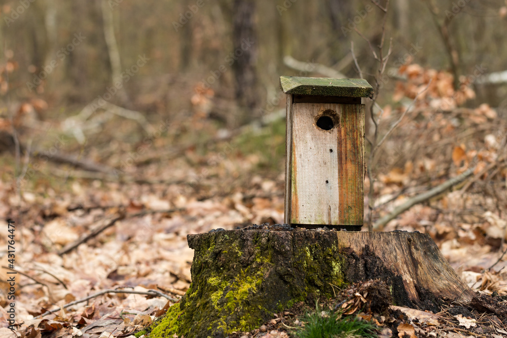 forest birdhouse