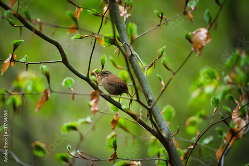 Brown bird sitting in a tree.