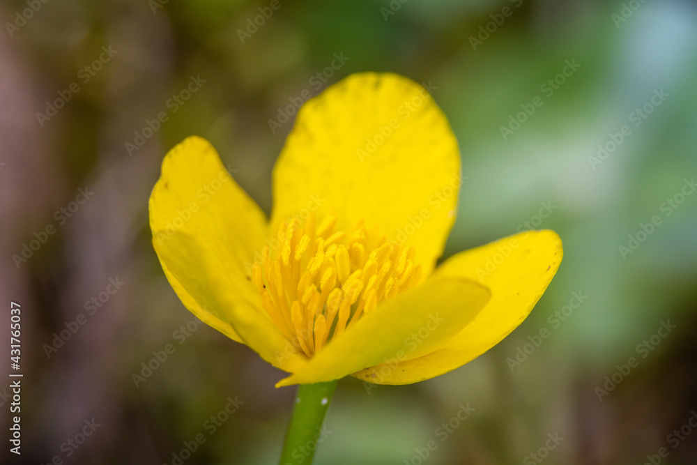 Marigold, Kingcup in macro photography. Marigold, Kingcup in macro photography.