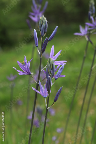 Prärielilie, Wiesenlilie