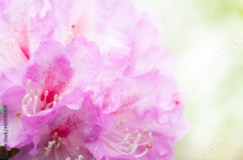 Pink rhododendron. Beautiful pink flower.