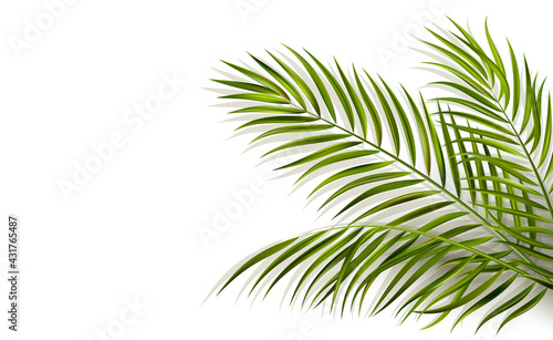 green leaf of palm tree on white background