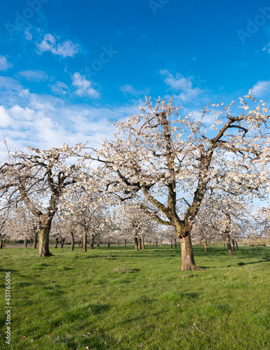 orchard with blossoming cherry trees under blue sky in spring