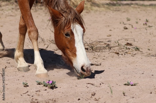 Wild Horse and Flower