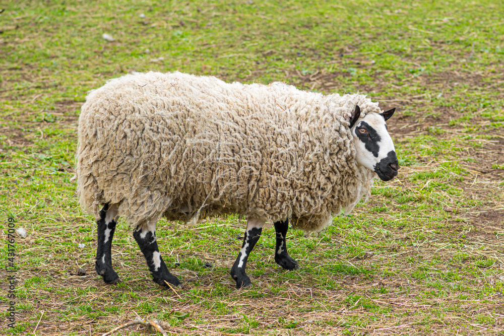 Kerry Hill sheep, is a breed of domestic sheep originating in the county of Powys in Wales, with white wool is white, and their legs are white with black markings grazing the grass Kerry Hill sheep, is a breed of domestic sheep originating in the county of Powys in Wales, with white wool is white, and their legs are white with black markings grazing the grass
