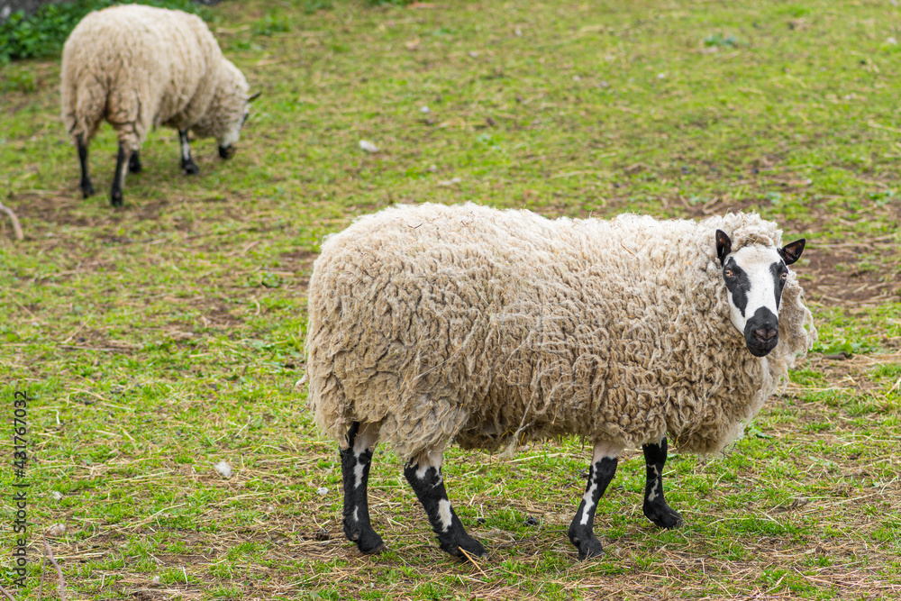 Kerry Hill sheep, is a breed of domestic sheep originating in the county of Powys in Wales, with white wool is white, and their legs are white with black markings grazing the grass with lambs Kerry Hill sheep, is a breed of domestic sheep originating in the county of Powys in Wales, with white wool is white, and their legs are white with black markings grazing the grass with lambs