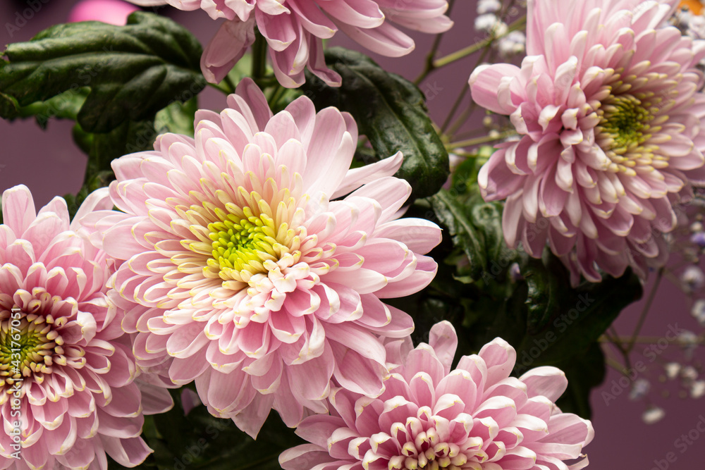 bouquet of chrysanthemums, beautiful flowers. Close-up bouquet of chrysanthemums, beautiful flowers. Close-up