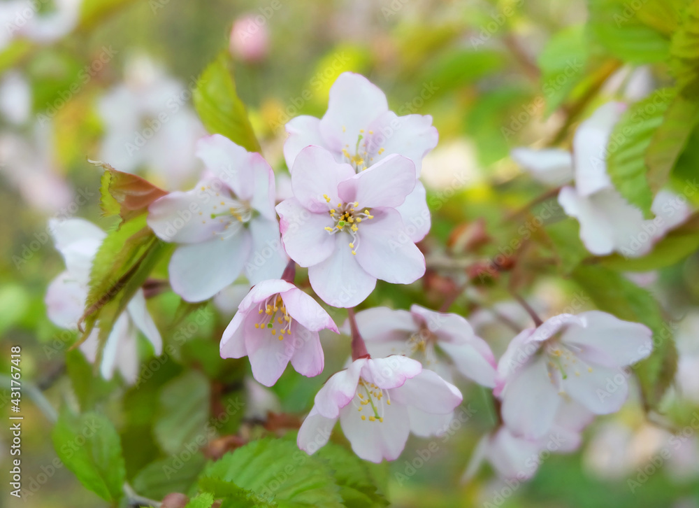 Flowering branch of Kuril cherry (Prunus kurilensis), macro photography, selective focus, horizontal orientation. Flowering branch of Kuril cherry (Prunus kurilensis), macro photography, selective focus, horizontal orientation.