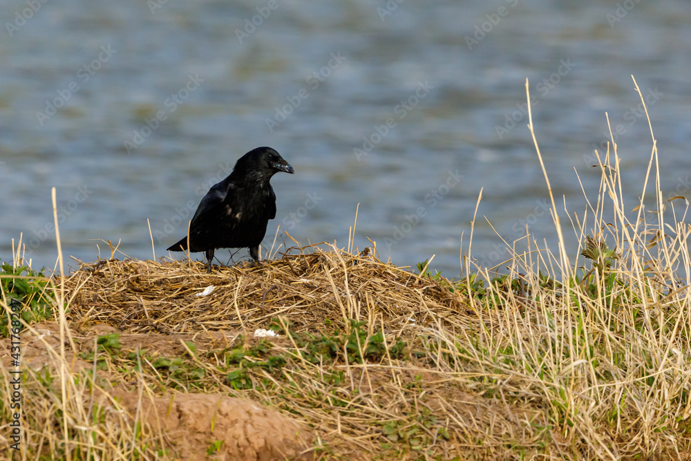 Fototapeta premium a black raven on the ground