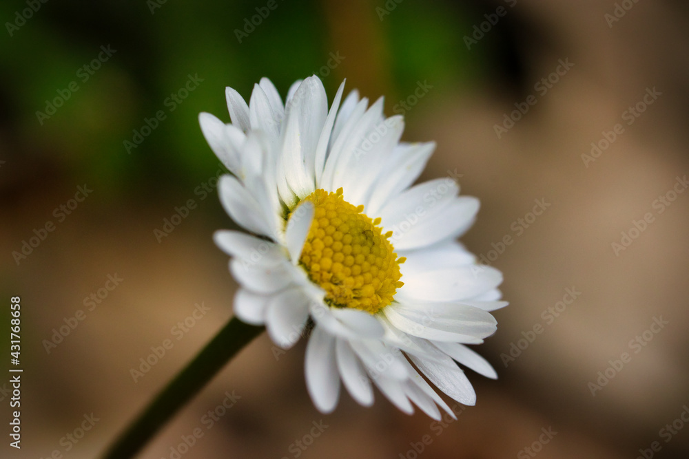 Obraz premium White flower with blurred background