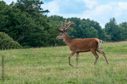The Red Deer (Cervus elaphus) in Poland © Nick Taurus