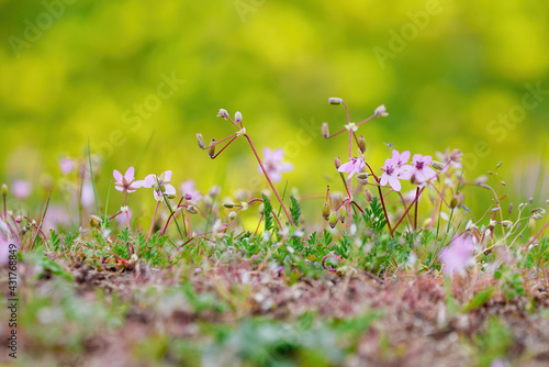 Fototapeta Naklejka Na Ścianę i Meble -  Flowers on a meadow with blured background