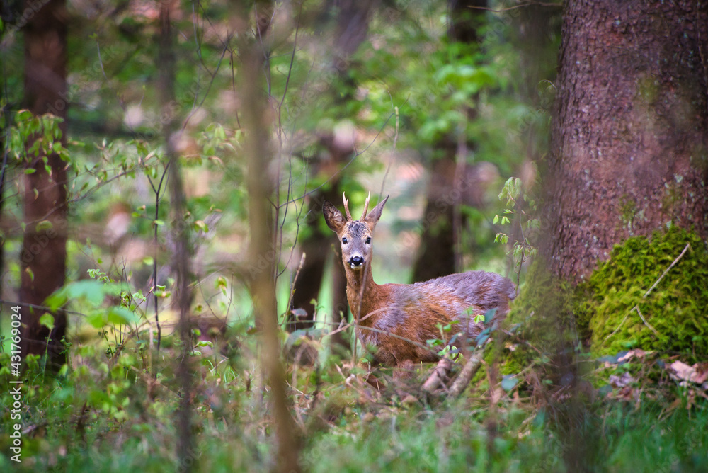 Deer in the forest. Deer in the forest.