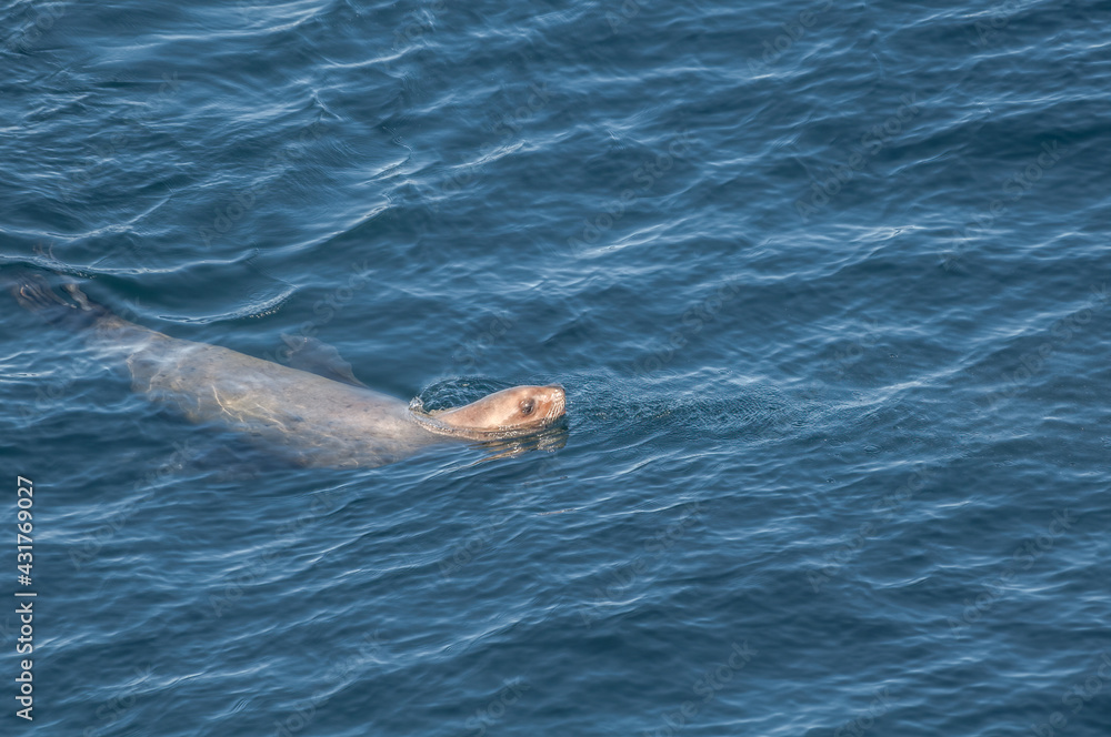Obraz premium Fishing Steller's Sea Lion (Eumetopias jubatus) at sea off Chowiet Island, Semidi Islands, Alaska, USA