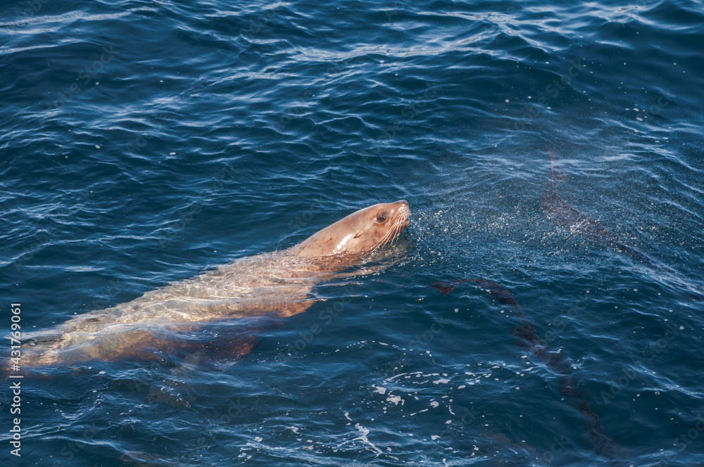 Obraz premium Fishing Steller's Sea Lion (Eumetopias jubatus) at sea off Chowiet Island, Semidi Islands, Alaska, USA